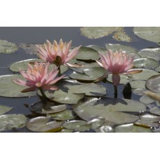Colorado Water Lily